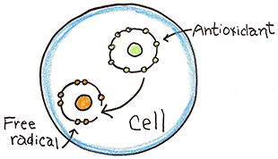 Anti Oxidant Drawing