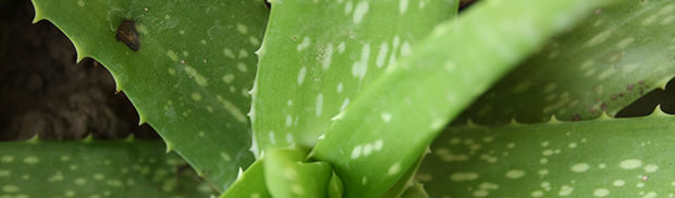 aloe vera