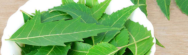 neem leaves