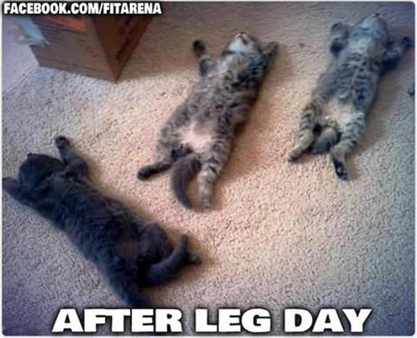 20 Gym Jokes To Get You Through Your Next Workout #19: Cats, after leg day.