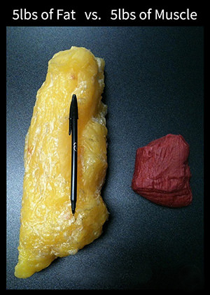 Why Does Muscle Weigh More Than Fat 120