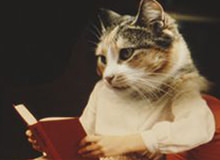 8 Cat Person Stereotypes That Are Totally True
