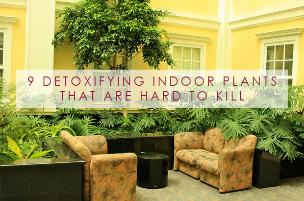 9 Detoxifying Indoor Plants That Are Hard To Kill