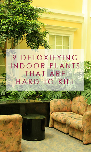 We spend more than 90 percent of our time indoors. Rather disturbingly, indoor air pollutants have been ranked among the top five environmental risks to public health. Here's a list of really robust plants that can help you clean the air in your home.