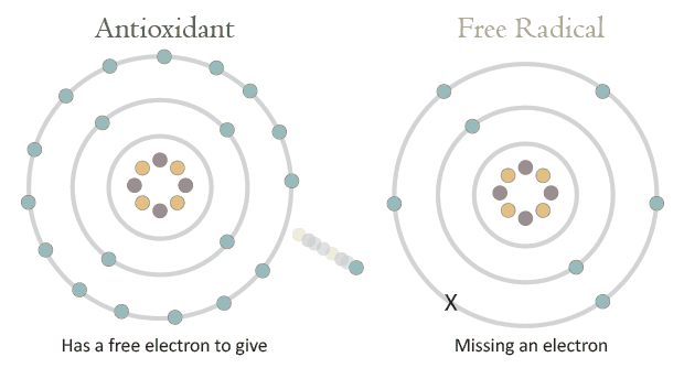 antioxidant diagram