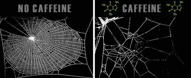 Spiders on Caffeine