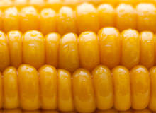 Interesting Corn Facts You Did Not Know