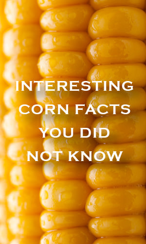 It may sound corny, but how much do you really know about corn. Did you know that corn is the largest and most important crop in the United States, or that corn is used in batteries. Some of these facts may surprise you. Check out these kernels of corn knowledge.
