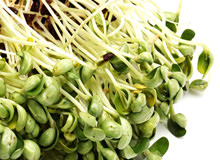 The Health Benefits Of Sprouts