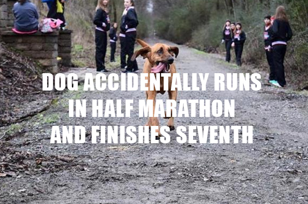 Dog Accidentally Runs In Half Marathon And Finishes Seventh