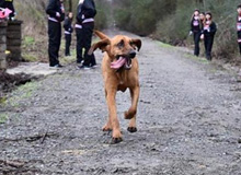Dog Accidentally Runs In Half Marathon And Finishes Seventh