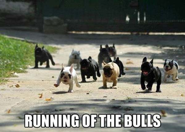 Runner Humor #20: Dog humor: Running of the Bulls.