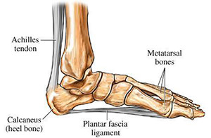 plantar fascia diagram