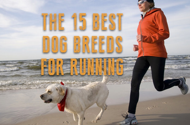 The 15 Best Dog Breeds For Running