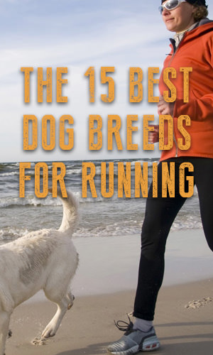 If you want a workout partner who's in great shape, has lots of energy and is always in a good mood, look no further than your four-legged friend. Whether you're looking for a long-distance partner, a trail running companion or a fast-paced sprinter who'll push the pace, here are 15 dogs that fit the bill.