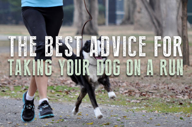 The Best Advice for Taking Your Dog on a Run