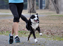 The Best Advice For Taking Your Dog On A Run