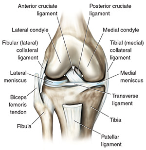 knee diagram