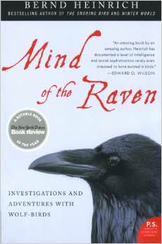 Mind of the Raven : Investigations and Adventures with Wolf-Birds - by Bernd Heinrich
