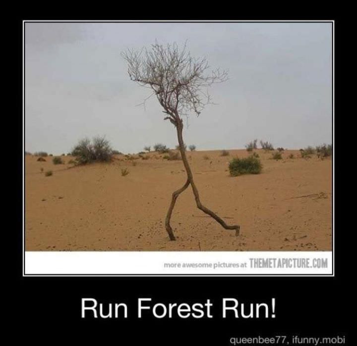 Runner Things #901: Run forest run. 