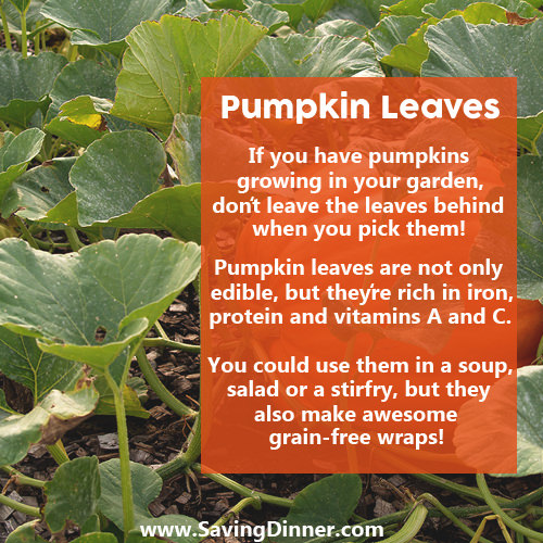 Nutrition Matters #34: Pumpkin leaves. If you have pumpkins growing in your garden, don't leave the leaves behind when you pick them. Pumpkin leaves are not only edible, but they're rich in iron, protein and vitamins A and C. You could use them in a soup, salad or a stir-fry, but they also make awesome grain-free wraps. - fb,nutrition